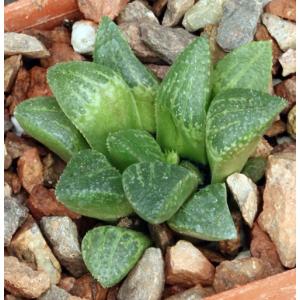 Haworthia emelyae var. emelyae (picta, GM 260) 3-inch pots