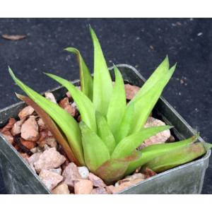 Haworthia floribunda var. major (GM 311B) 3-inch pots