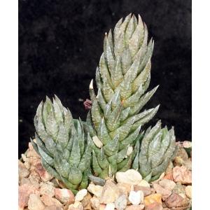 Haworthia glauca var. herrei (fm jacobseniana) 4-inch pots