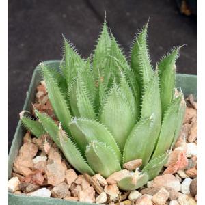 Haworthia gracilis var. isabellae 5-inch pots