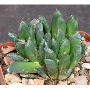 Haworthia heidelbergensis x truncata 4-inch pots