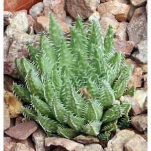 Haworthia herbacea var. herbacea (Bosfontein) 3-inch pots