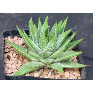 Haworthia kingiana var. kingiana (GM 402) one-gallon pots