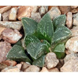 Haworthia cv Korizato 3-inch pots