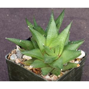 Haworthia limifolia (keithii) 3-inch pots