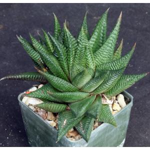 Haworthia limifolia var. gigantea (IB 702) 4-inch pots