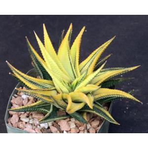 Haworthia limifolia (variegated) 5-inch pots