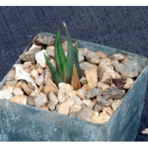 Haworthia longiana 3-inch pots