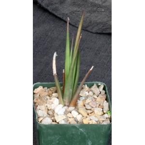 Haworthia longiana 4-inch pots