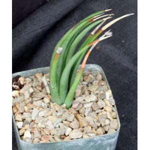 Haworthia longiana 5-inch pots