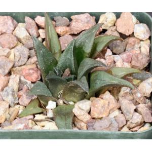 Haworthia magnifica var. atrofusca (GM 392) 4-inch pots