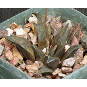 Haworthia magnifica var. atrofusca (GM 392) 4-inch pots