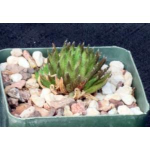 Haworthia maraisii var. meiringii (Abbey Garden) 4-inch pots