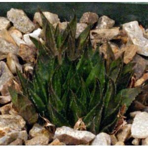 Haworthia marumiana var. marumiana (IB 353) 4-inch pots