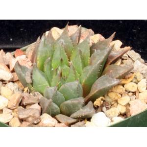 Haworthia mirabilis var. calcarea 4-inch pots