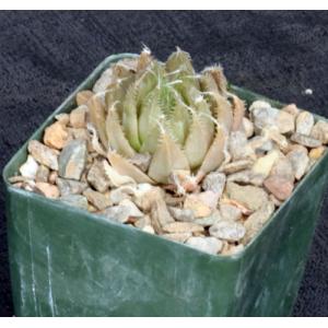 Haworthia monticola var. monticola 4-inch pots