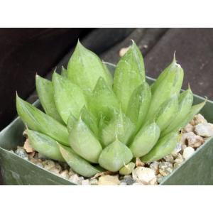 Haworthia mucronata var. inconfluens (JRB 098) 4-inch pots