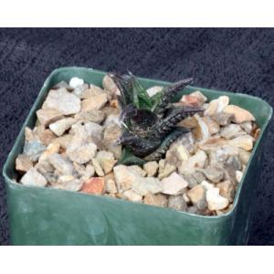 Haworthia nigra var. nigra (Queenstown) 4-inch pots