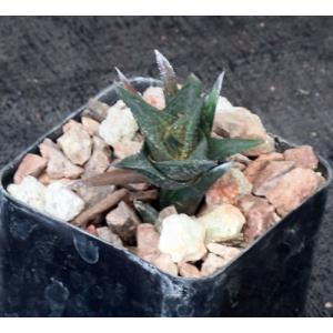Haworthia nigra var. nigra (Fish River) 2-inch pots