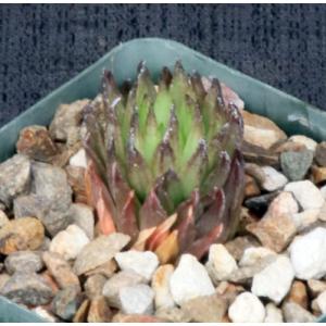 Haworthia pulchella var. globifera (Ladismith, RSA) 4-inch pots