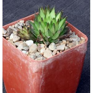 Haworthia pulchella var. globifera (Townsberg) 4-inch pots