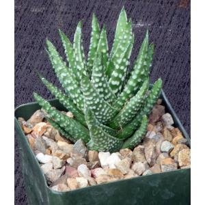 Haworthia pumila 4-inch pots