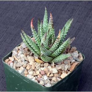 Haworthia pumila 5-inch pots