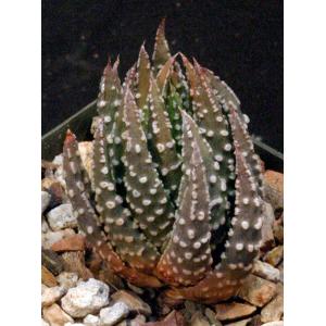 Haworthia pumila cv Little Donut 5-inch pots