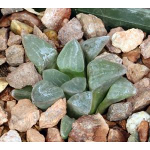 Haworthia pygmaea var. pygmaea (ISI 89-56) 3-inch pots