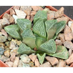 Haworthia pygmaea var. argenteo-maculosa (VDV 274) 4-inch pots