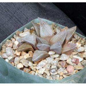 Haworthia pygmaea var. argenteo-maculosa (GM 448) 5-inch pots