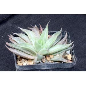 Haworthia retusa cv Gray Ghost 5-inch pots