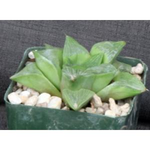 Haworthia retusa (GM 303) 4-inch pots