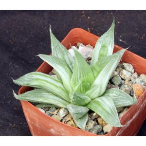 Haworthia retusa cv Gray Ghost 3-inch pots