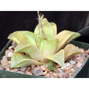 Haworthia retusa fm multilineata (ISI 92-40) 5-inch pots