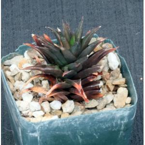 Haworthia rigida 4-inch pots