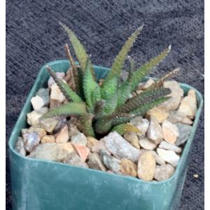 Haworthia scabra var. scabra (Oudtshoorn) 3-inch pots