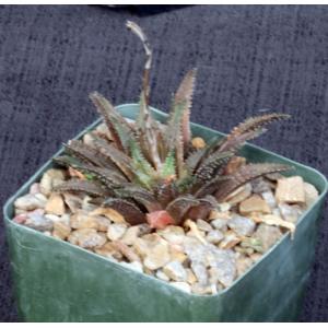 Haworthia schuldtiana var. whitesloaniana 4-inch pots