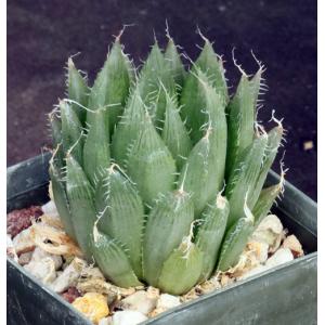 Haworthia specksii (JDV 92-23) 3-inch pots