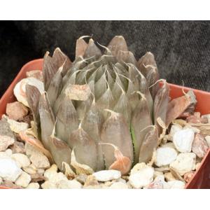 Haworthia specksii (JDV 92-23) 2-inch pots