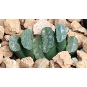 Haworthia truncata var. truncata 2-inch pots