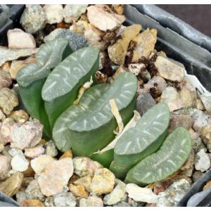 Haworthia truncata var. truncata (GM 313) 4-inch pots