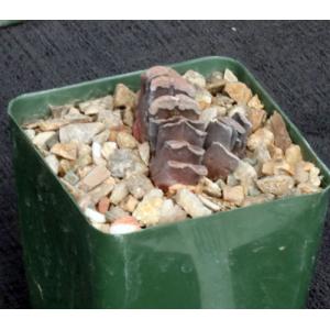 Haworthia truncata var. truncata 4-inch pots