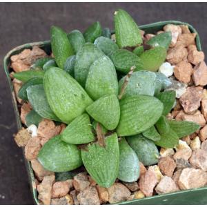 Haworthia turgida var. suberecta (VDV 172) 4-inch pots