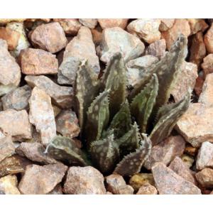 Haworthia variegata var. variegata 3-inch pots