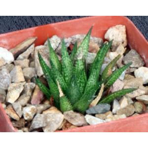 Haworthia variegata var. variegata (MBB 7101) 4-inch pots