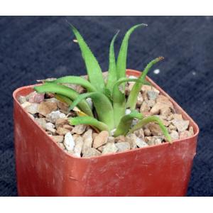 Haworthia venosa var. venosa 4-inch pots