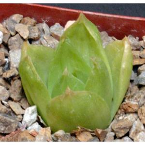 Haworthia cymbiformis var. setulifera (planifolia) 4-inch pots