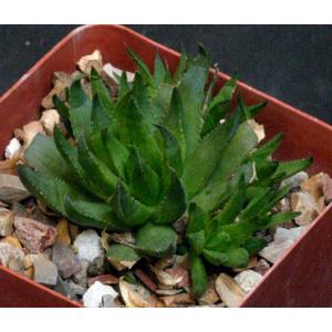 Haworthia euchlora (GM 525) 4-inch pots