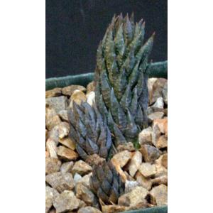 Haworthia glauca var. herrei (fm jacobseniana) 4-inch pots